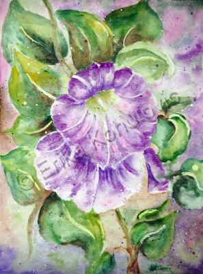 Floral - Bindweed - Watercolor