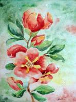 Quince - Watercolor Paintings - By Erika Kohutovic, Floral Painting Artist
