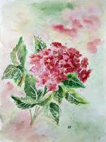 Hydrangea - Watercolor Paintings - By Erika Kohutovic, Floral Painting Artist