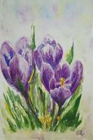 Floral - Crocus - Watercolor