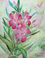 Oleander - Watercolor Paintings - By Erika Kohutovic, Floral Painting Artist