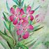 Oleander - Watercolor Paintings - By Erika Kohutovic, Floral Painting Artist