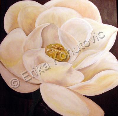 Floral - White Magnolia - Oil On Canvas