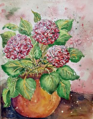 Floral - Hydrangea - Watercolor