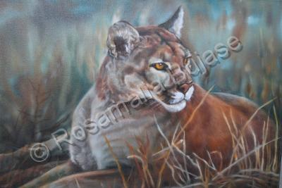 Animals - Cougar - Oil On Canvas