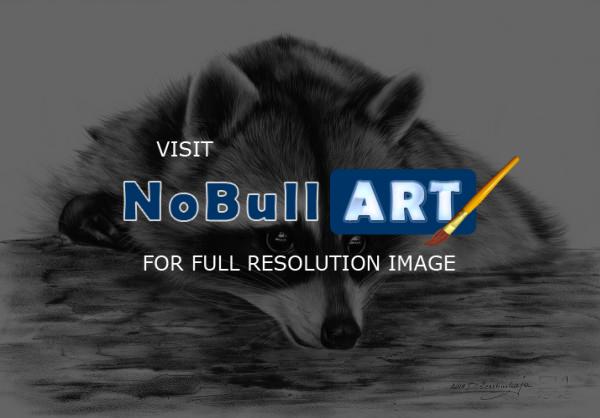 Wildlife Art - Cute Raccoon - Oil