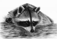 Cute Raccoon - Oil Paintings - By Danguole Serstinskaja, Hyperrealism Painting Artist