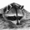 Cute Raccoon - Oil Paintings - By Danguole Serstinskaja, Hyperrealism Painting Artist