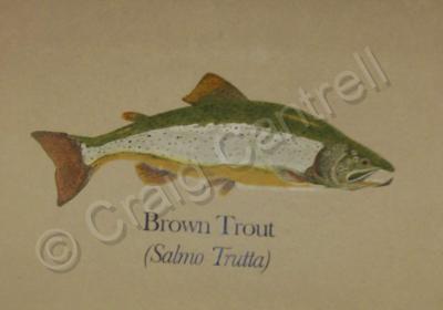 Nature - Brown Trout - Stains