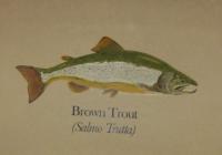 Brown Trout - Stains Paintings - By Craig Cantrell, Nature Painting Artist