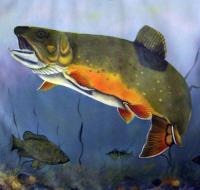 Trout 2 - Oils Paintings - By Craig Cantrell, Traditional Painting Artist