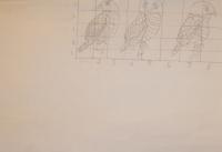 Owl Rough Sketches - A Random Picture Drawings - By Audrey Doubleday, Printmaking Drawing Artist