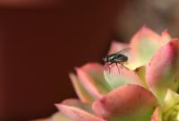 Just A Fly - Canon 40D Photography - By Susan Campbell, Macro Photography Artist