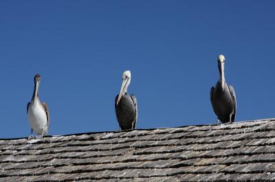 Animals - The Three Stooges - Canon 40D