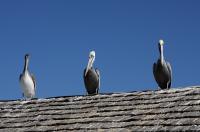 The Three Stooges - Canon 40D Photography - By Susan Campbell, Photography Photography Artist