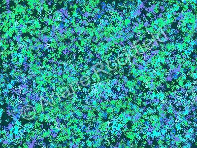 Abstraction - Blue Flowers Of The Field - Computer