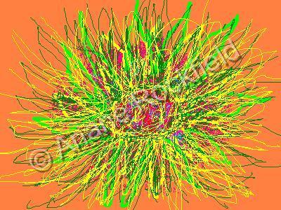 Flowers - Wilde-Flower - Computer