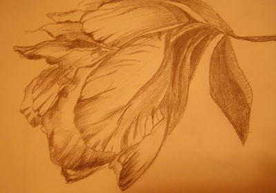 Flower Studies - Flower Study - Graphite