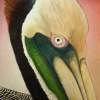 Pelican Peeking - Oil Paintings - By Scott Plaster, Impressionistic Painting Artist