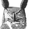 Great Horned Owl - Marker Drawings - By Bob Bacon, Line Art Drawing Artist