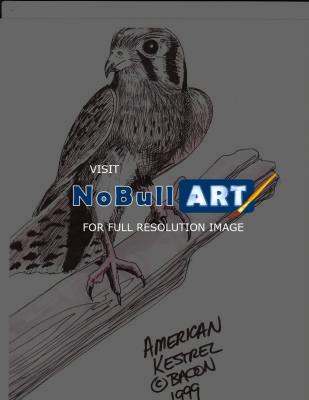 Wildlife Art - American Kestrel - Marker
