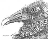 Black Vulture - Marker Drawings - By Bob Bacon, Line Art Drawing Artist