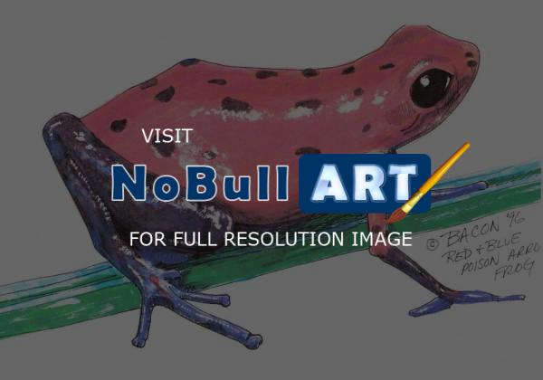 Wildlife Art - Red And Blue Poison Arrow Frog - Acrylicmarkerwhite-Out