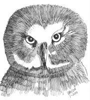 Barn Owl - Marker Drawings - By Bob Bacon, Line Art Drawing Artist