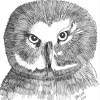 Barn Owl - Marker Drawings - By Bob Bacon, Line Art Drawing Artist