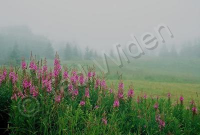 Bulkley Valley Scenes - Fireweeds In The Mist - Photo