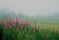 Bulkley Valley Scenes - Fireweeds In The Mist - Photo