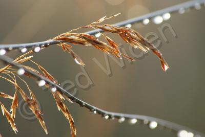 Rural Valley Close-Ups - Autumn Dew Pearls - Photo