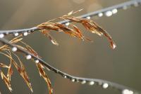 Rural Valley Close-Ups - Autumn Dew Pearls - Photo