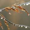 Autumn Dew Pearls - Photo Photography - By Ted Widen, Outdoor Close-Ups Photography Artist