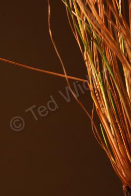 Rural Valley Close-Ups - Autumn Grass - Photo