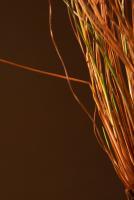 Rural Valley Close-Ups - Autumn Grass - Photo