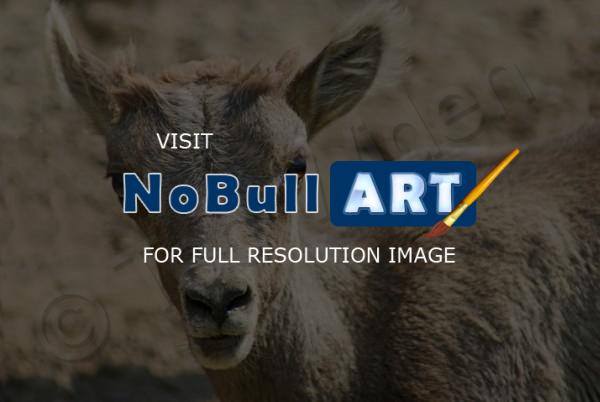 Wildlife - Baby Bighorn Mountain Sheep - Photo