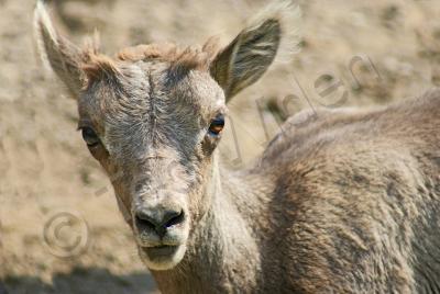 Wildlife - Baby Bighorn Mountain Sheep - Photo