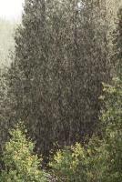 Bulkley Valley Scenes - Summer Shower In Sunlight - Photo