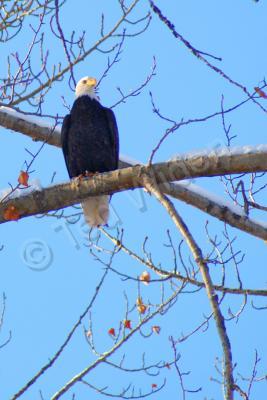 Wildlife - Bald Eagle On Watch - Photo