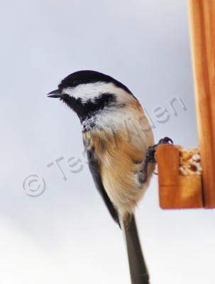 Wildlife - Chickadee On Watch - Photo