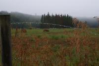 Rural Valley Close-Ups - Dew Drops On Fence - Photo