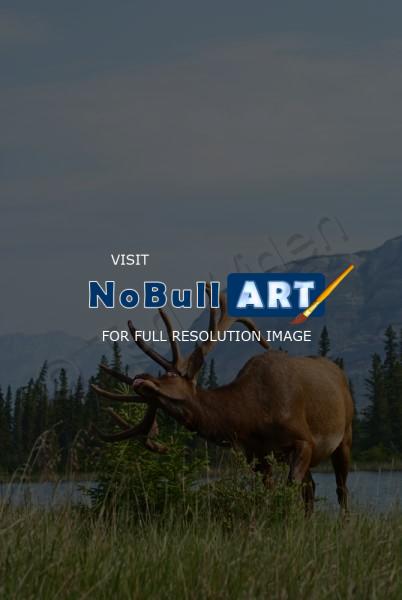 Wildlife - Elk With Itchy Antlers - Photo