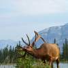 Elk With Itchy Antlers - Photo Photography - By Ted Widen, Wildlife Photography Photography Artist