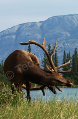 Wildlife - Elk With An Itch - Photo