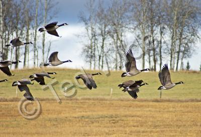 Wildlife - Flight From The Grain Field - Photo