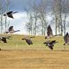 Flight From The Grain Field - Photo Photography - By Ted Widen, Wildlife Photography Photography Artist