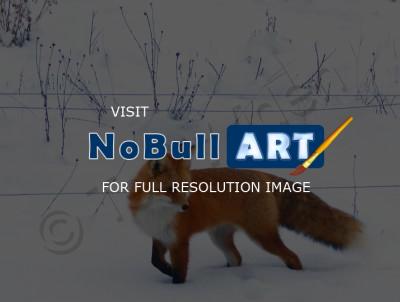 Wildlife - Fox On The Prowl - Photo