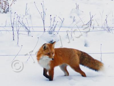 Wildlife - Fox On The Prowl - Photo