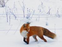 Fox On The Prowl - Photo Photography - By Ted Widen, Wildlife Photography Photography Artist